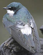 Mangrove Swallow