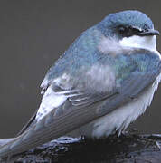 Mangrove Swallow