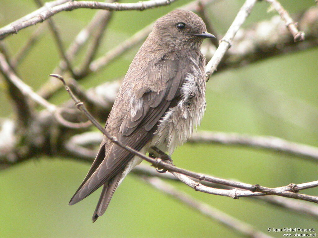 Mascarene Martin, identification