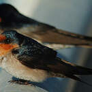 Hirondelle messagère