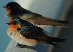 Welcome Swallow