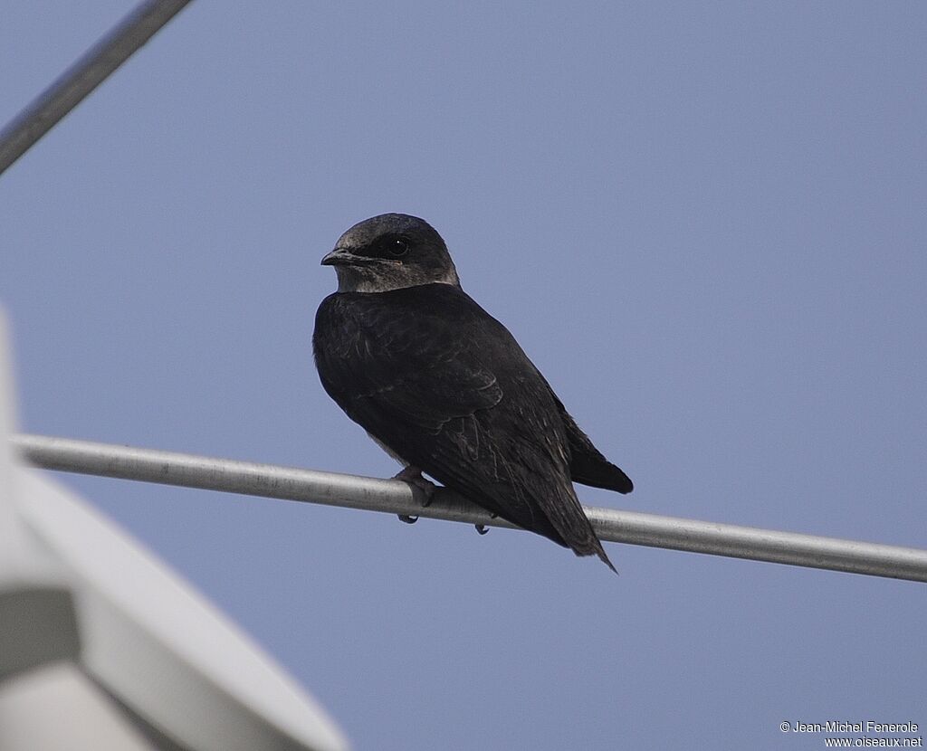 Purple Martin