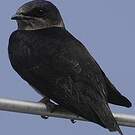 Hirondelle noire