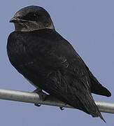 Purple Martin