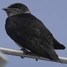 Hirondelle noire