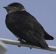 Purple Martin