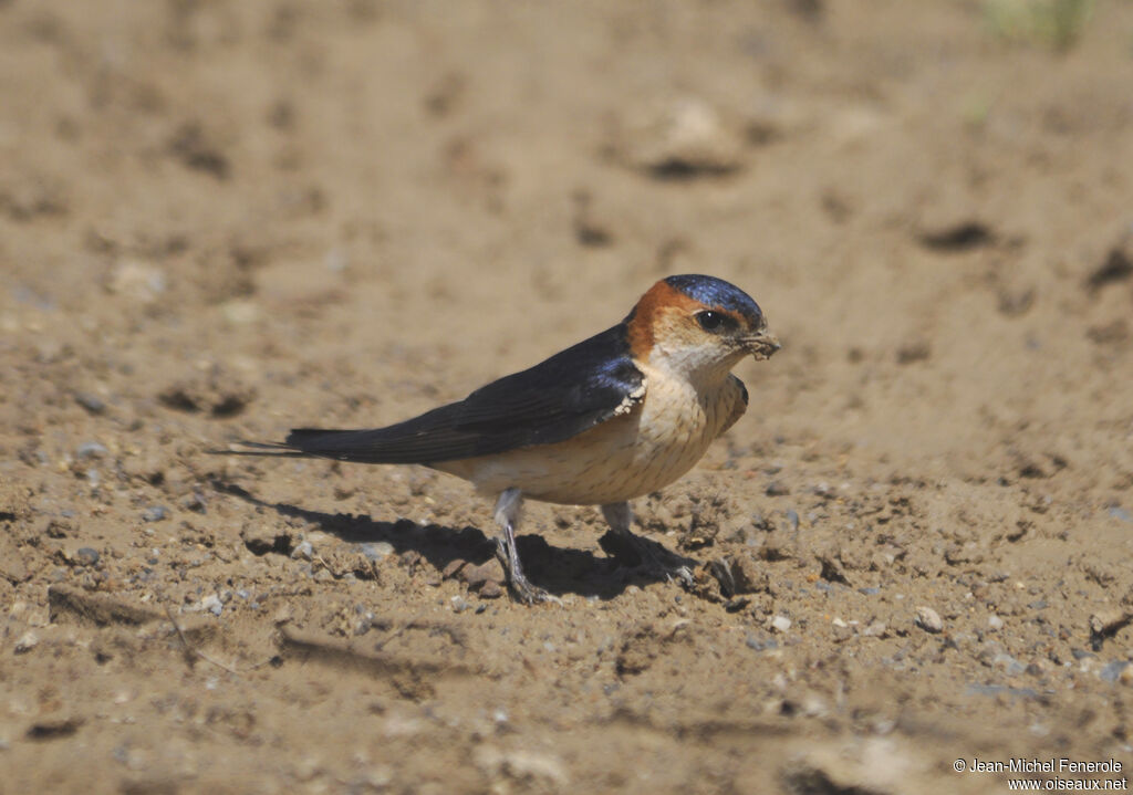 Hirondelle rousseline