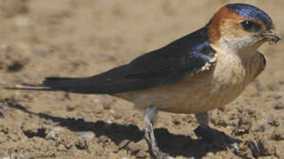 Red-rumped Swallow