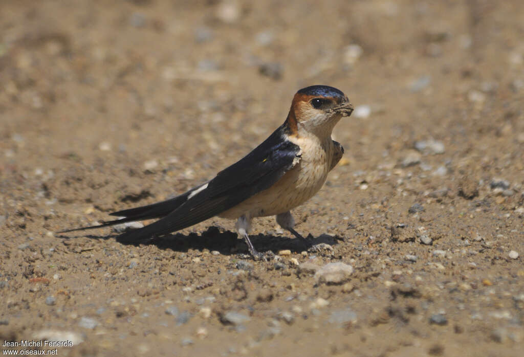 Red-rumped Swallow