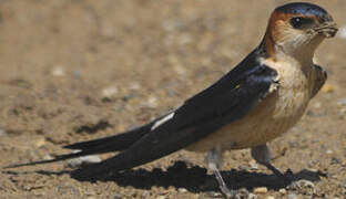 Red-rumped Swallow