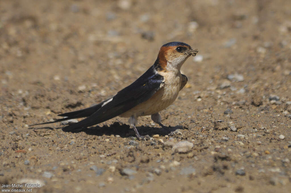 Red-rumped Swallowadult, identification, Reproduction-nesting