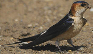 Red-rumped Swallow