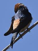 Red-rumped Swallow