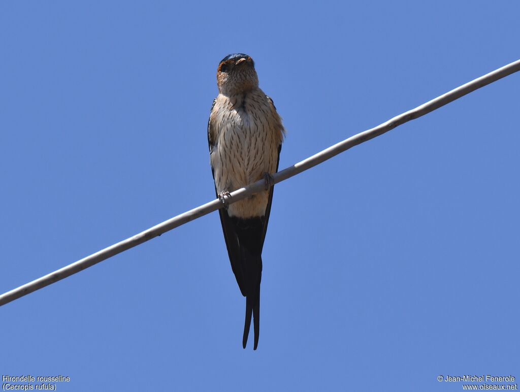 European Red-rumped Swallow