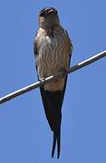 Red-rumped Swallow