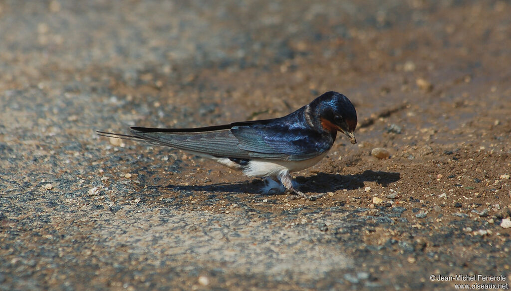 Barn Swallow