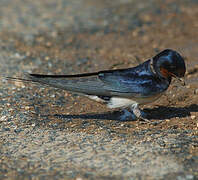 Barn Swallow