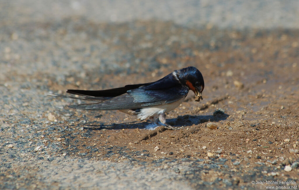 Hirondelle rustique