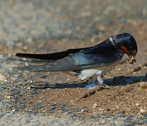 Barn Swallow