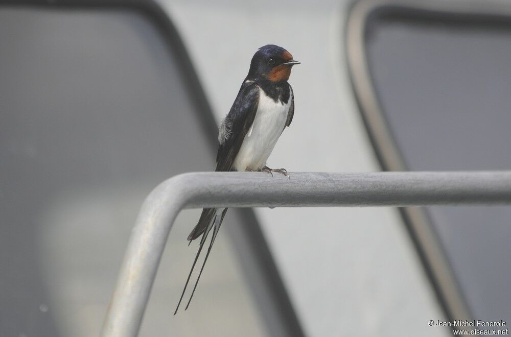 Barn Swallow