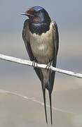 Barn Swallow