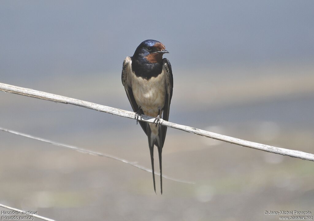 Barn Swallow