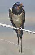 Barn Swallow