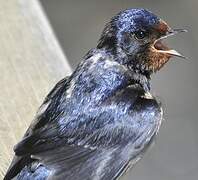 Barn Swallow