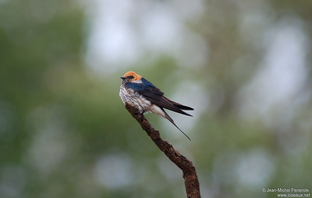 Hirondelle striéeadulte