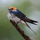 Hirondelle striée