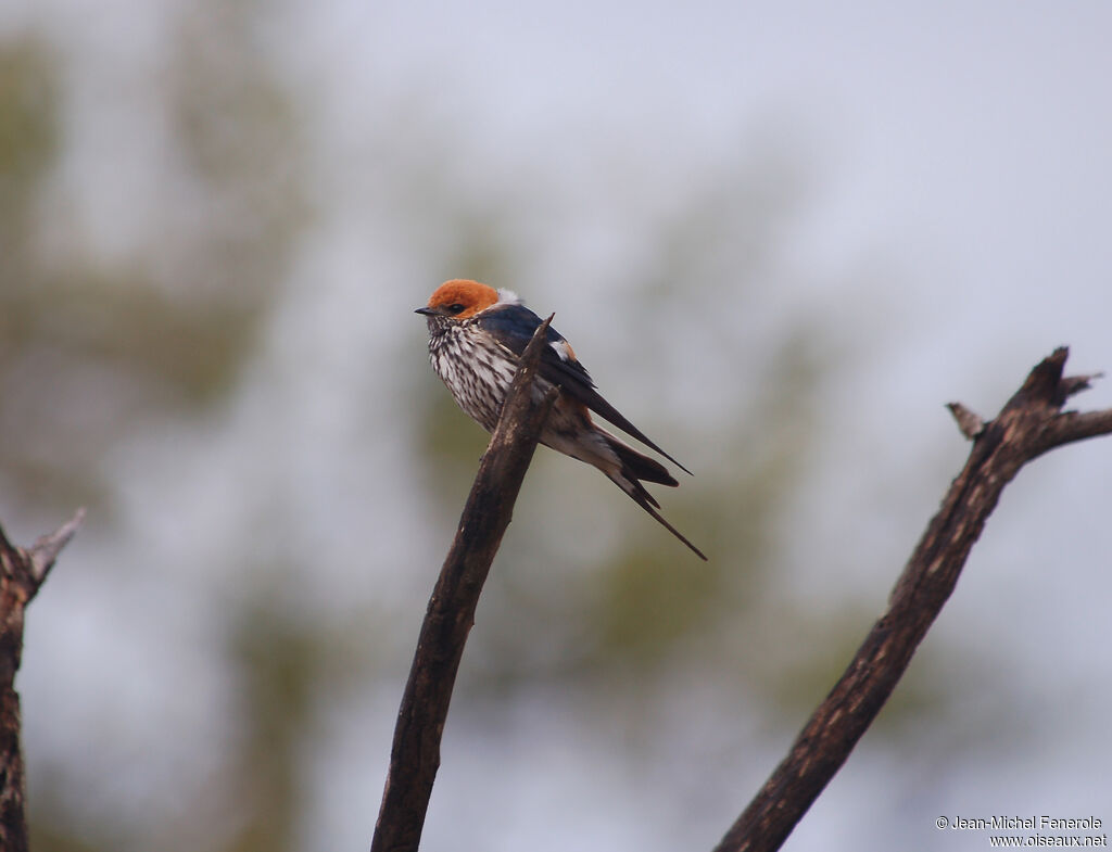 Lesser Striped Swallow