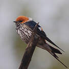 Hirondelle striée