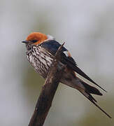 Lesser Striped Swallow