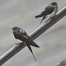 Hirondelle striolée