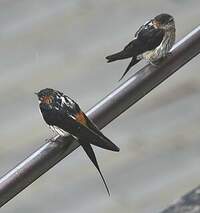 Hirondelle striolée