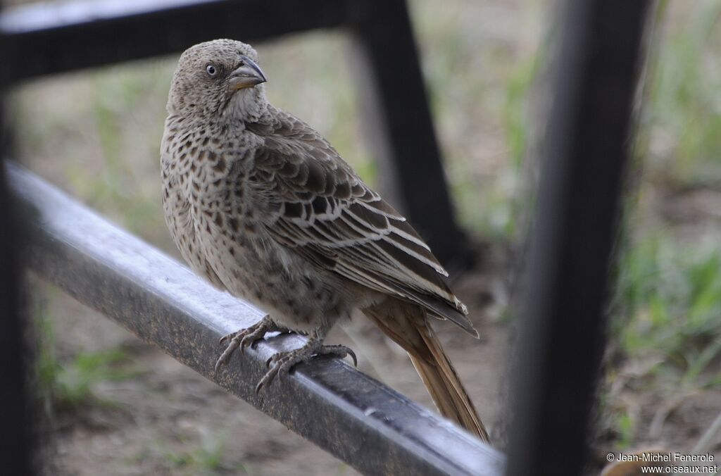 Rufous-tailed Weaver