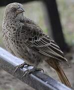 Rufous-tailed Weaver