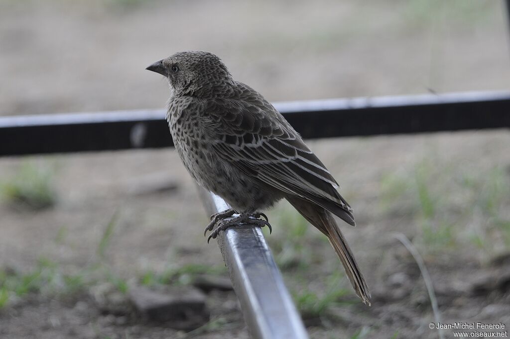 Rufous-tailed Weaver