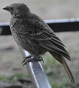 Rufous-tailed Weaver