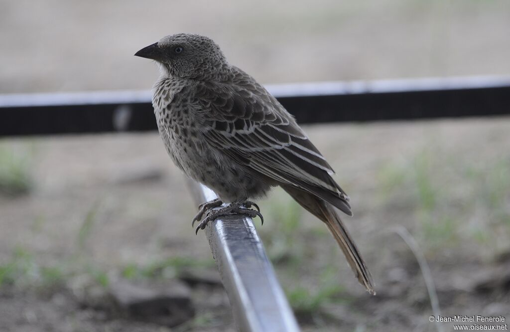 Rufous-tailed Weaver