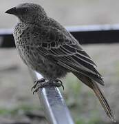 Rufous-tailed Weaver