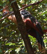 Hoatzin