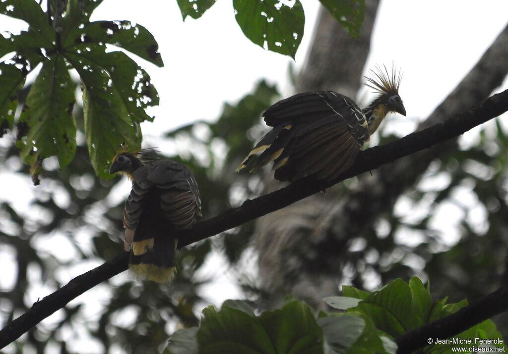 Hoatzin