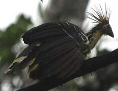 Hoatzin