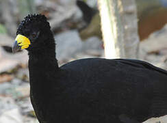 Bare-faced Curassow