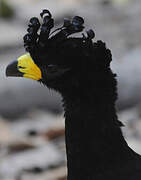 Bare-faced Curassow