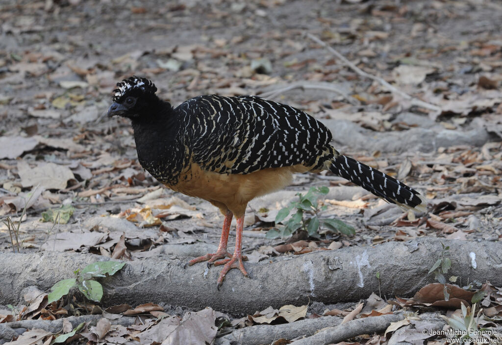 Bare-faced Curassow female adult