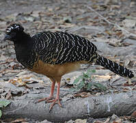 Bare-faced Curassow