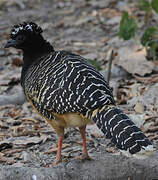 Bare-faced Curassow