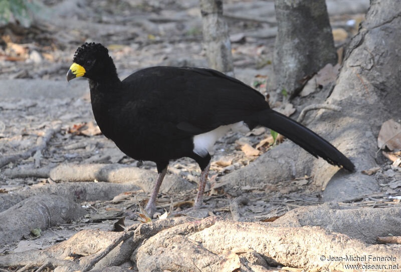 Bare-faced Curassow male adult